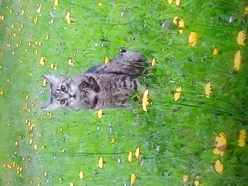 Andachtsbild von Deine Netti