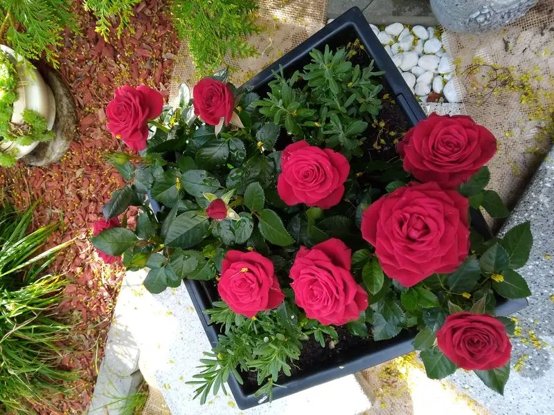 Andachtsbild von Deine Netti♥️