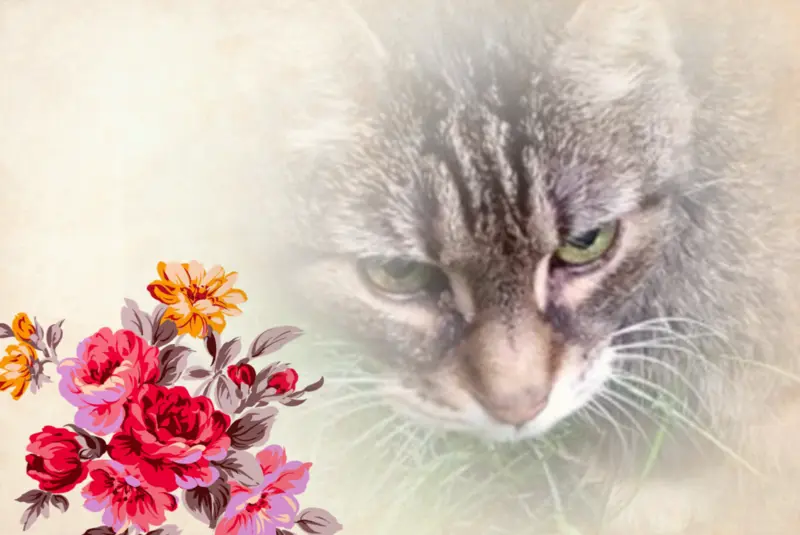 Andachtsbild von Danke ❤