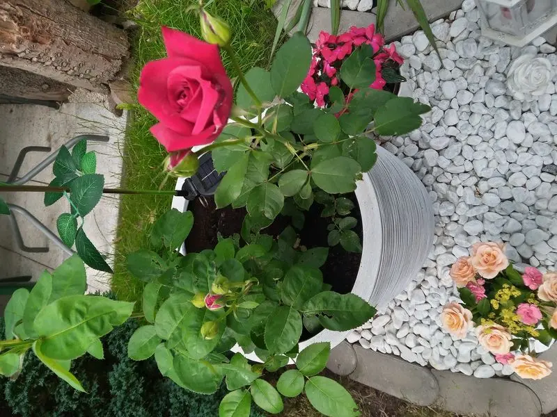 Andachtsbild von Für dich Puppile ❤️