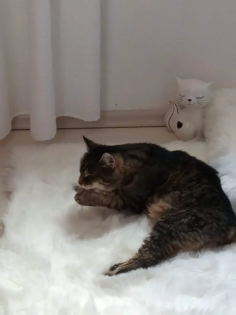 Andachtsbild von Für meine Mausi ♥️