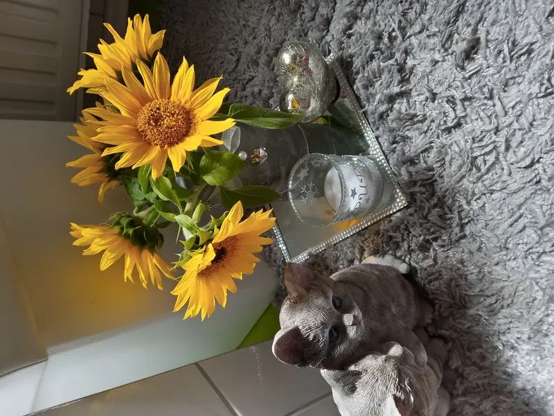 Andachtsbild von Von Netti für Puppi ❤️