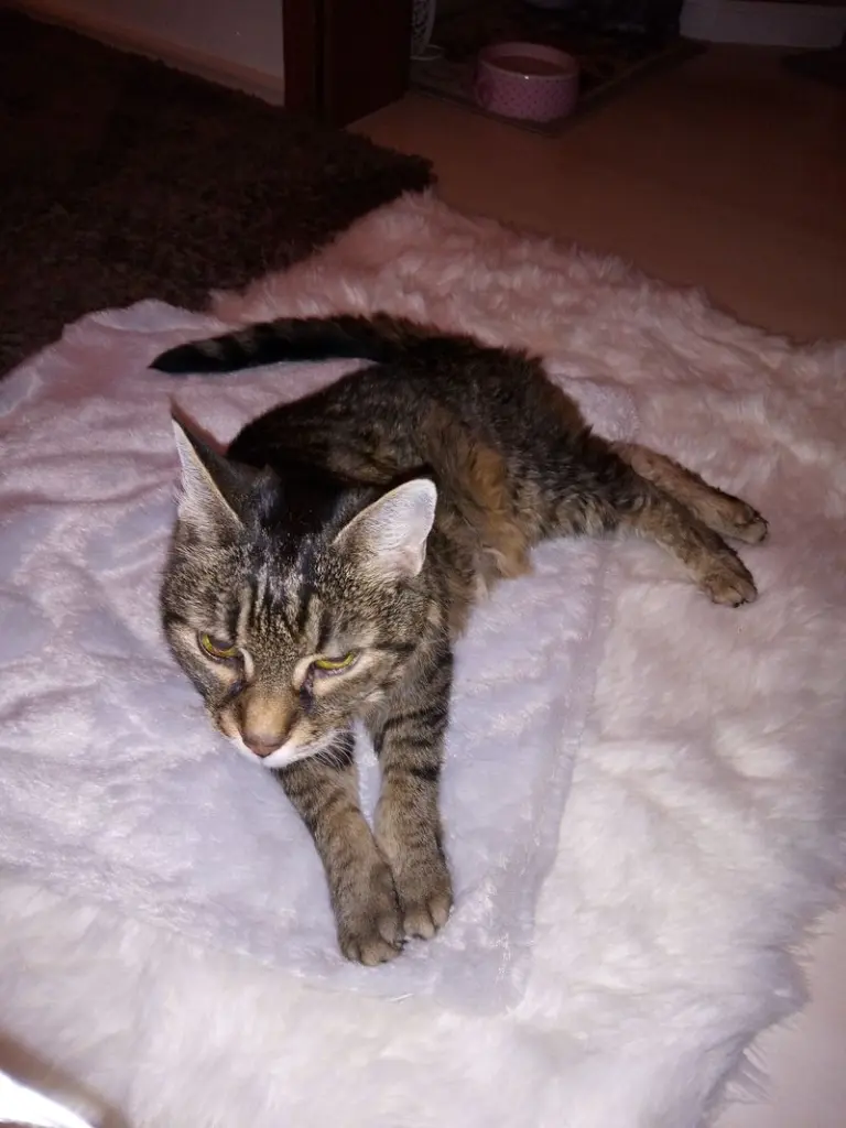 Andachtsbild von Puppi ❤️