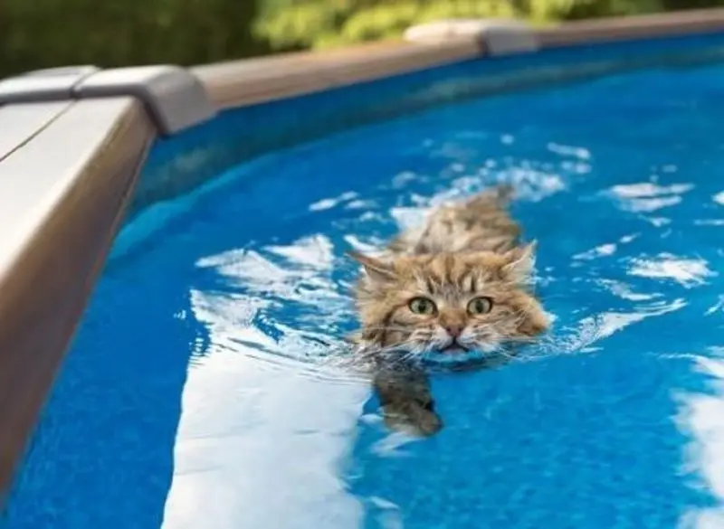 Andachtsbild von An Sisi und Frauchen Jeannette von Gatita und Silvia