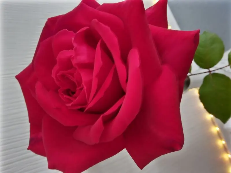 Andachtsbild von Für meine kleine Puppi ❤️