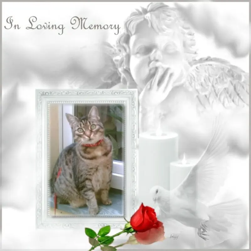 Andachtsbild von 1.Sternchen❤️Gedenktag❤️