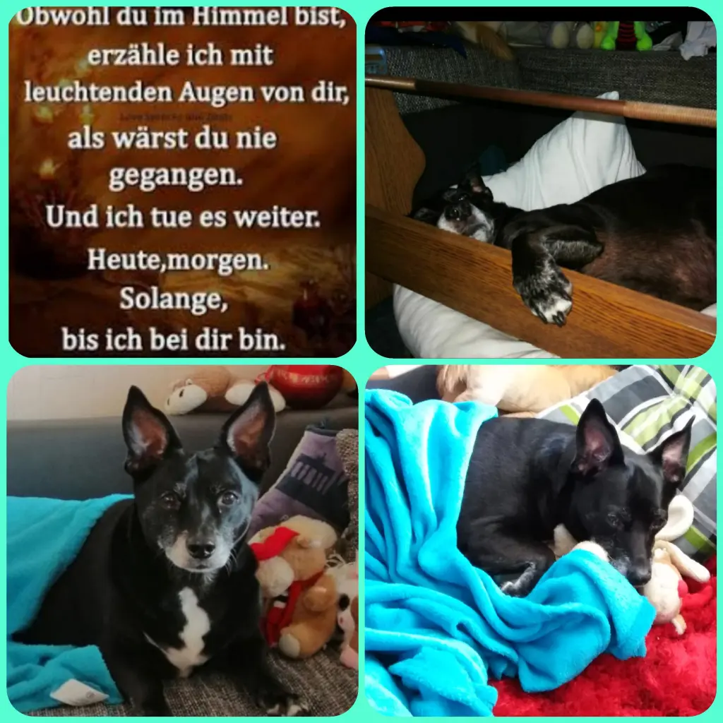 Image from Bambi