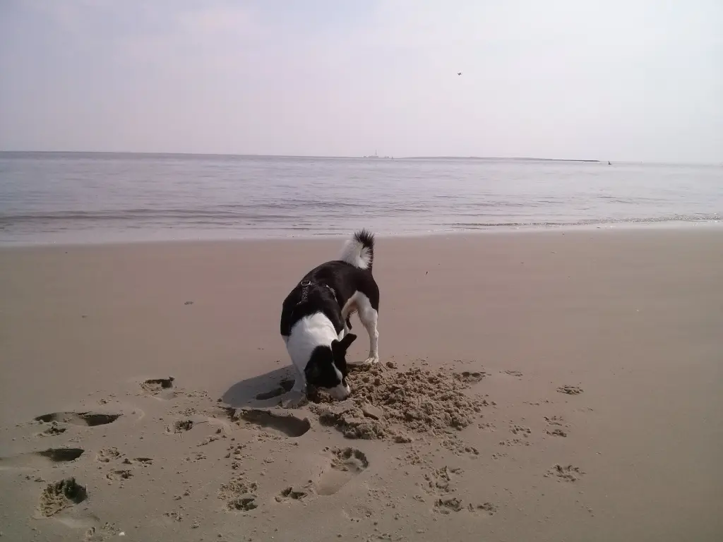 Image from Knut