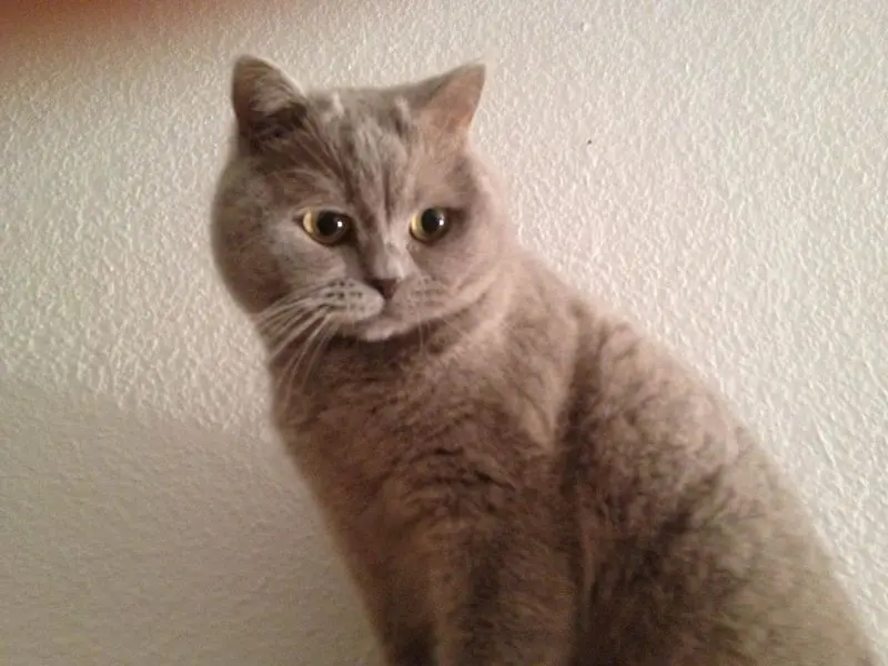 Condolence image of Conny Imaschewski