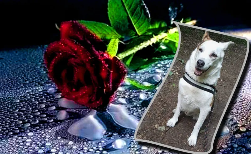 Condolence image of ilse trauten