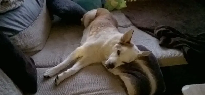 Condolence image of Mein lieber Hund ...