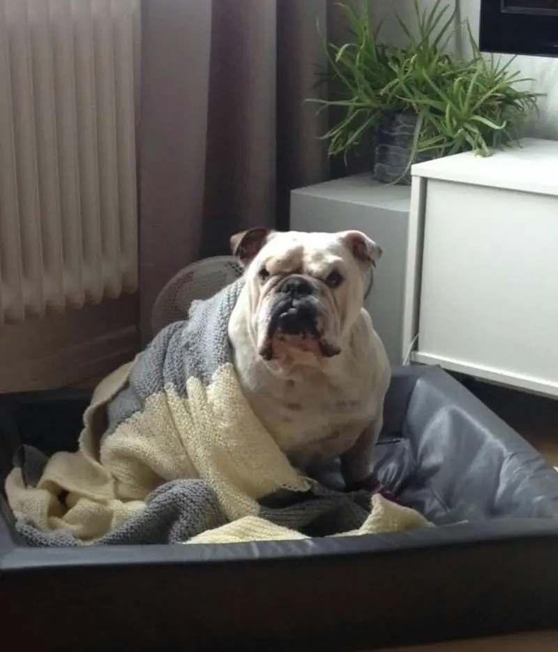 Condolence image of Yvonne mit King tief im Herzen❤️✝️13.09.2019 (eng. Bulldog)