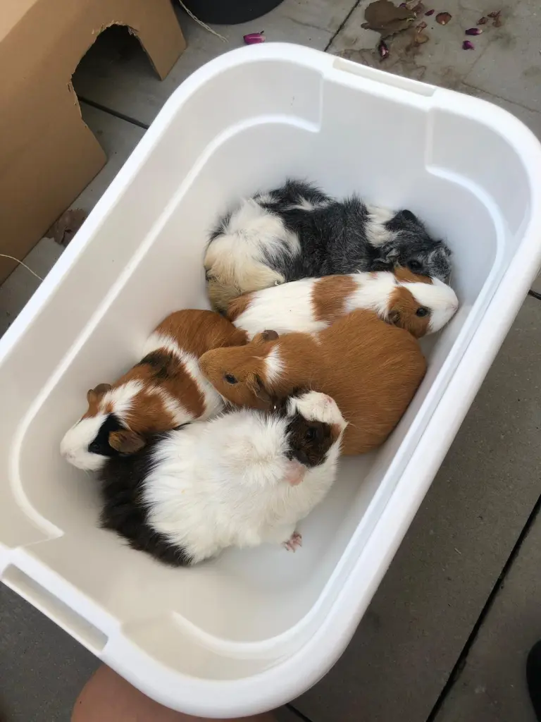 Andachtsbild von Moni Bäron