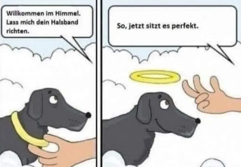 Condolence image of Sabine mit Luna & Milo tief im Herzen