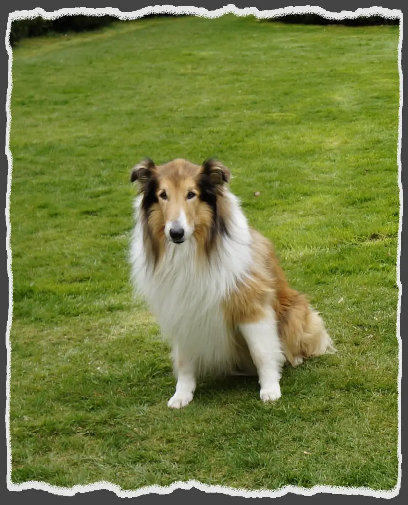Condolence image of Collie in Not