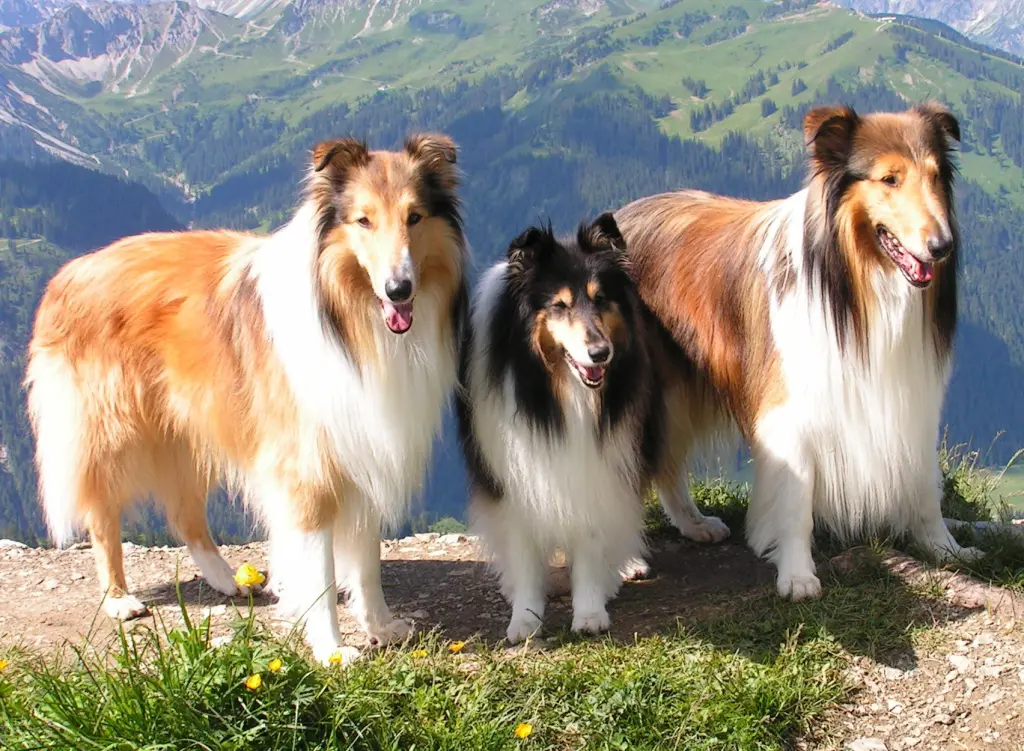 Image from Sahron