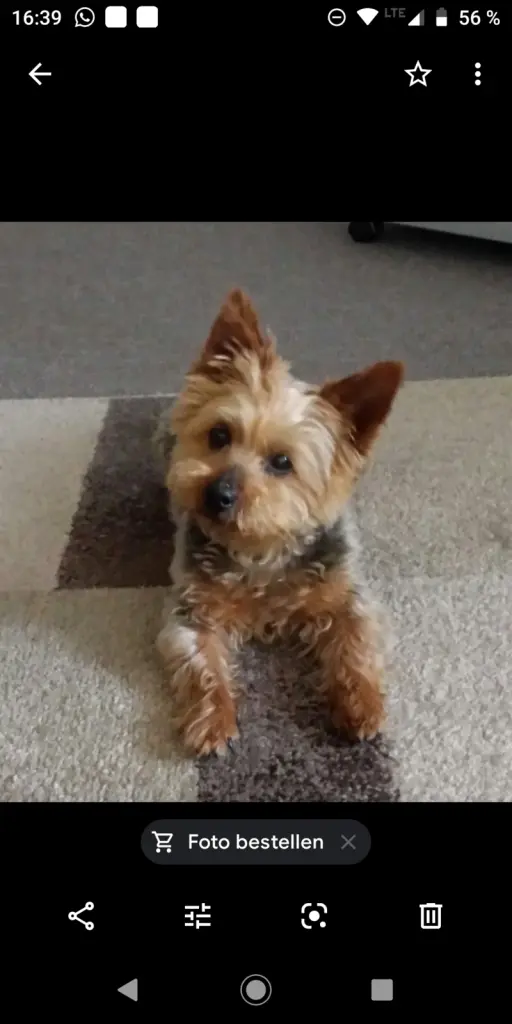 Andachtsbild von Bärbel mit Rocky im Herzen