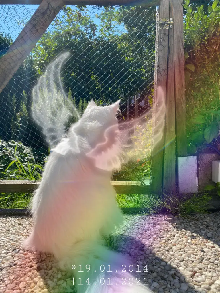 Condolence image of Nicole