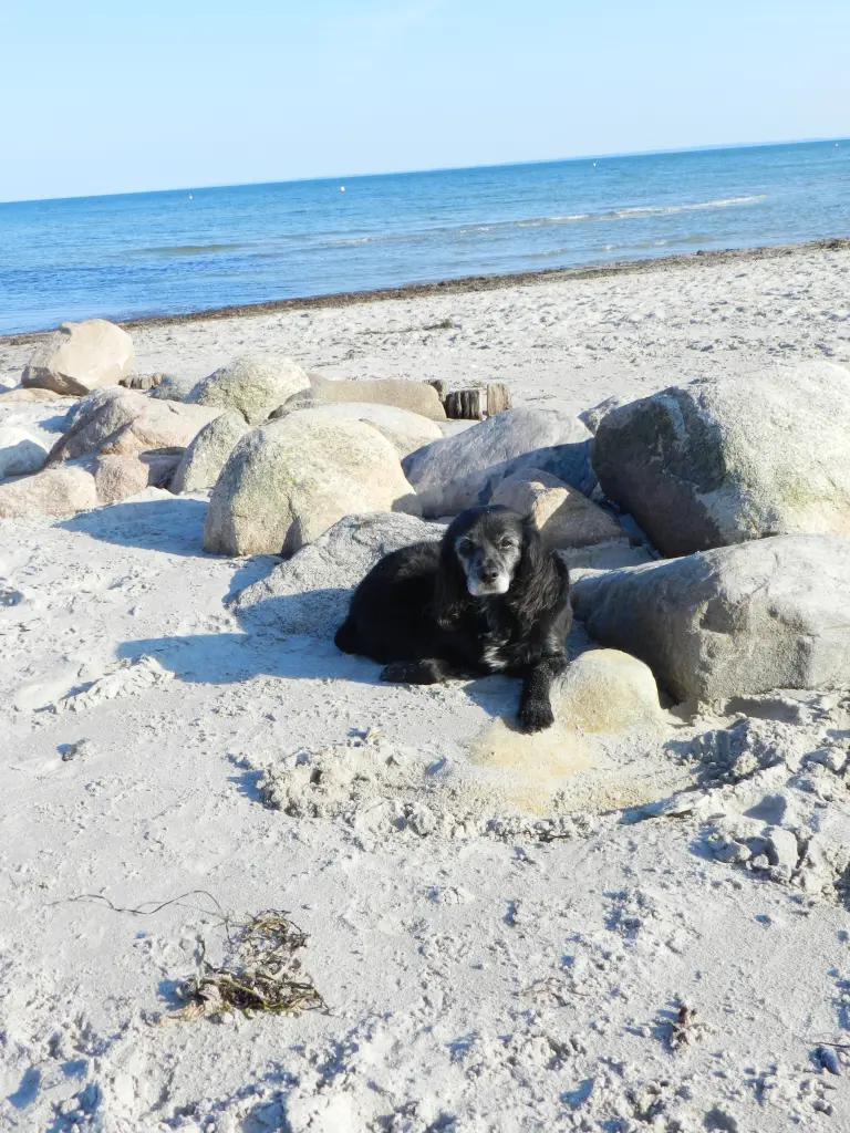 Image from Rhoda Tierschutzinitiative "Alter Hund-na und ?" Granada/Albolote