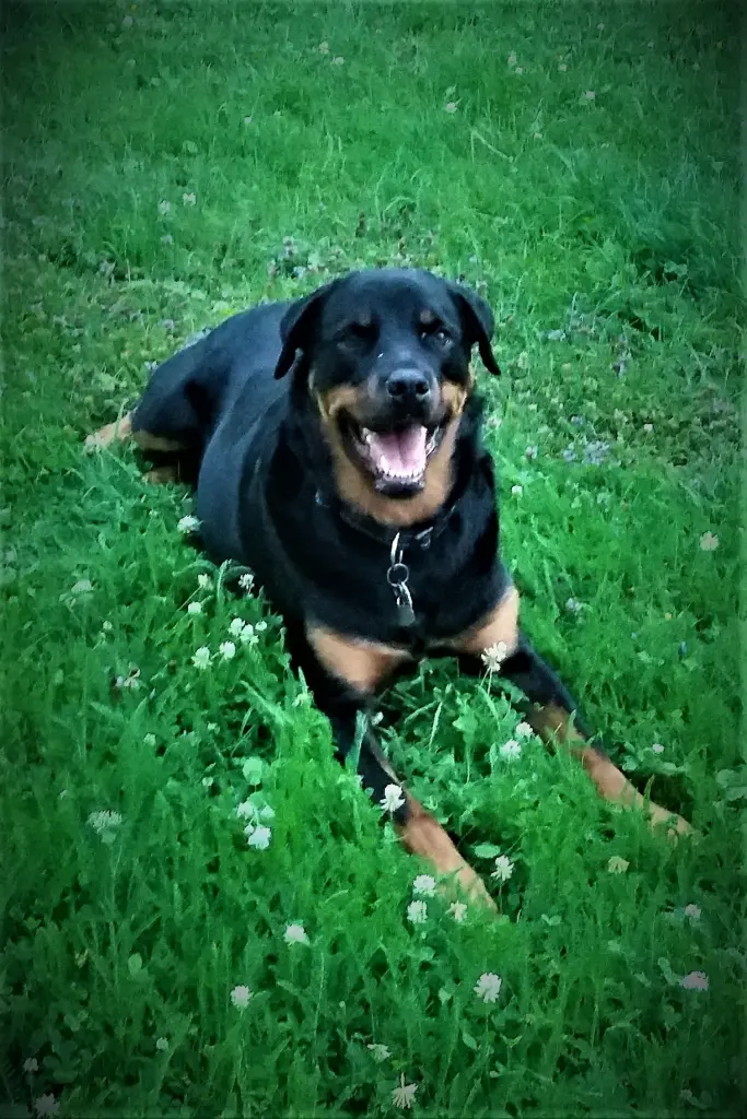 Image from Balou