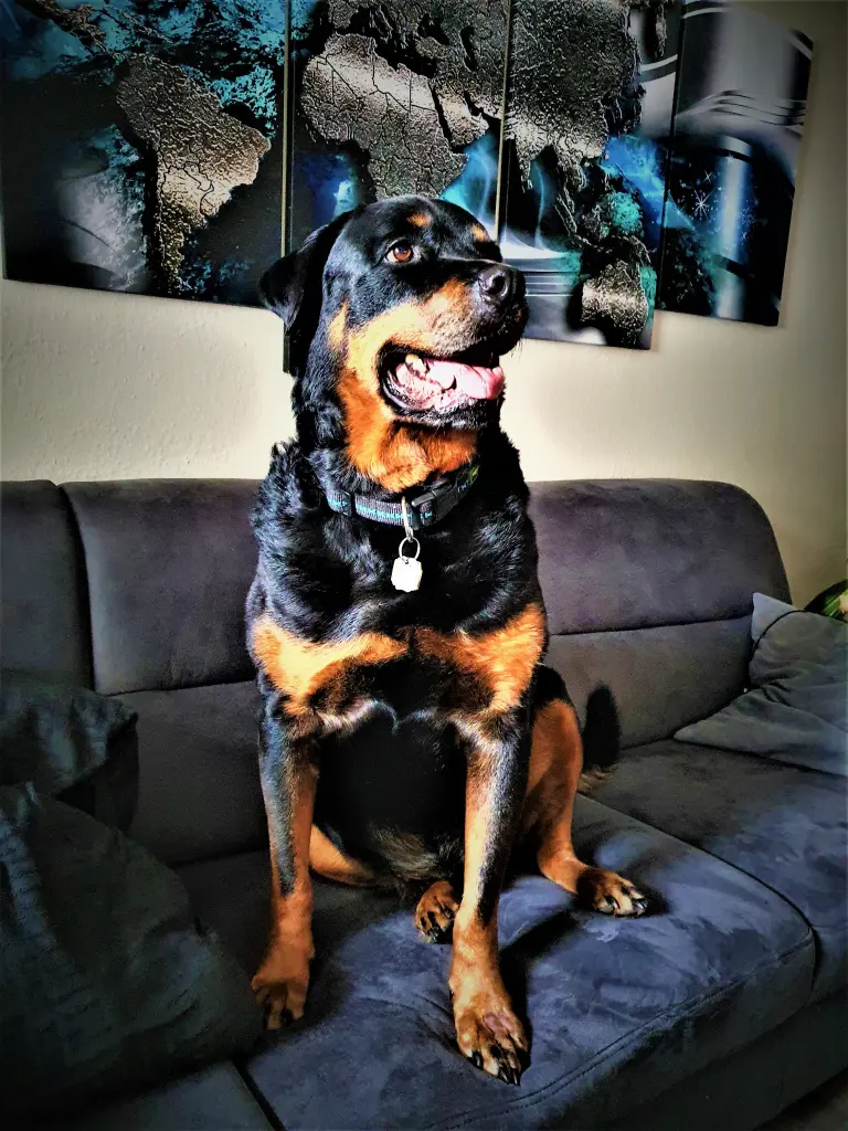 Image from Balou