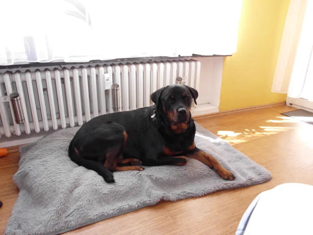 Image from Balou