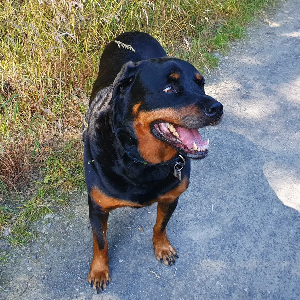 Image from Balou