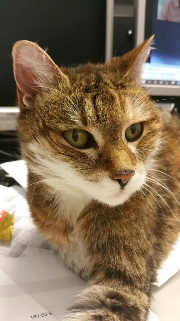Image from Cleo