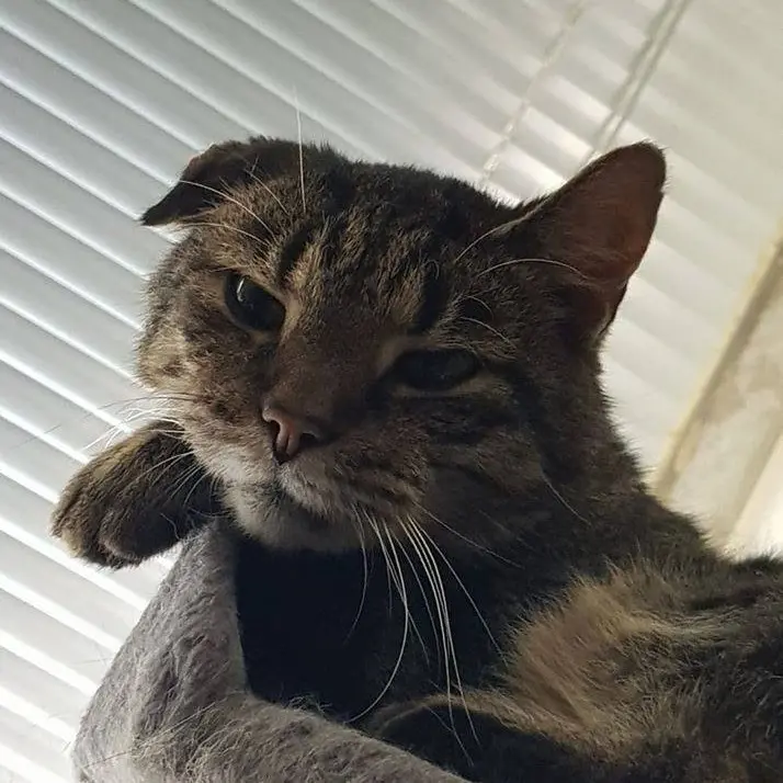 Image from Tigger