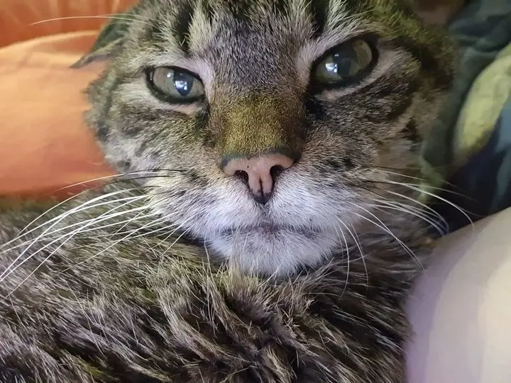 Image from Tigger