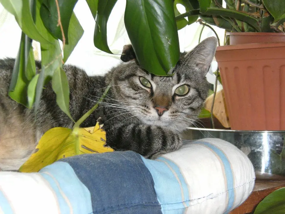 Image from Tigger