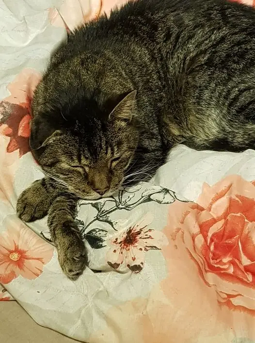 Image from Tigger