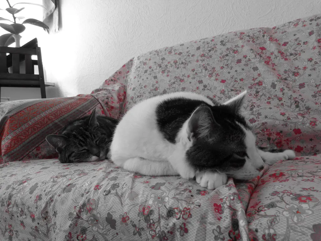 Image from Männi