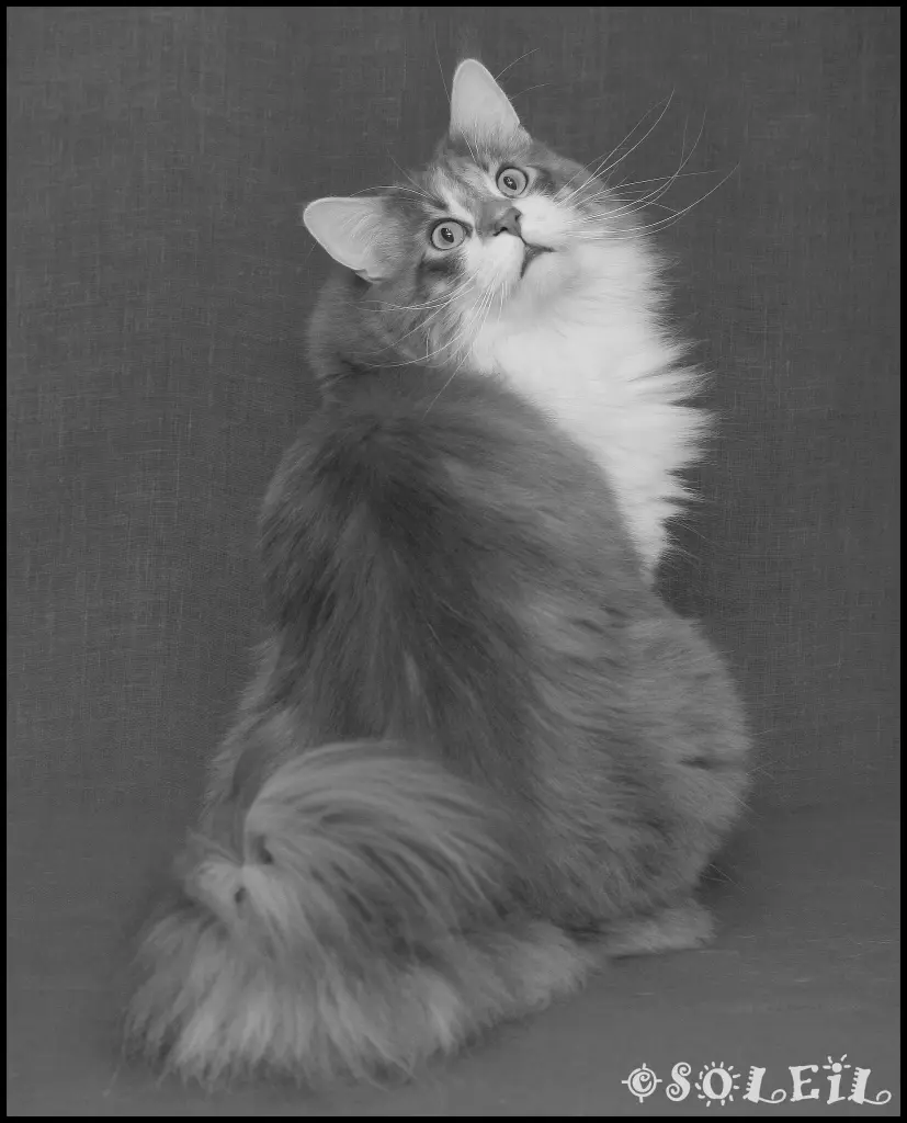 Image from Ramses