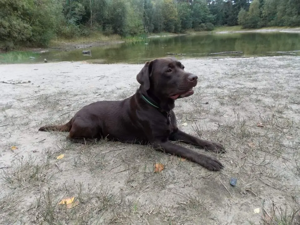 Andachtsbild von Silvia