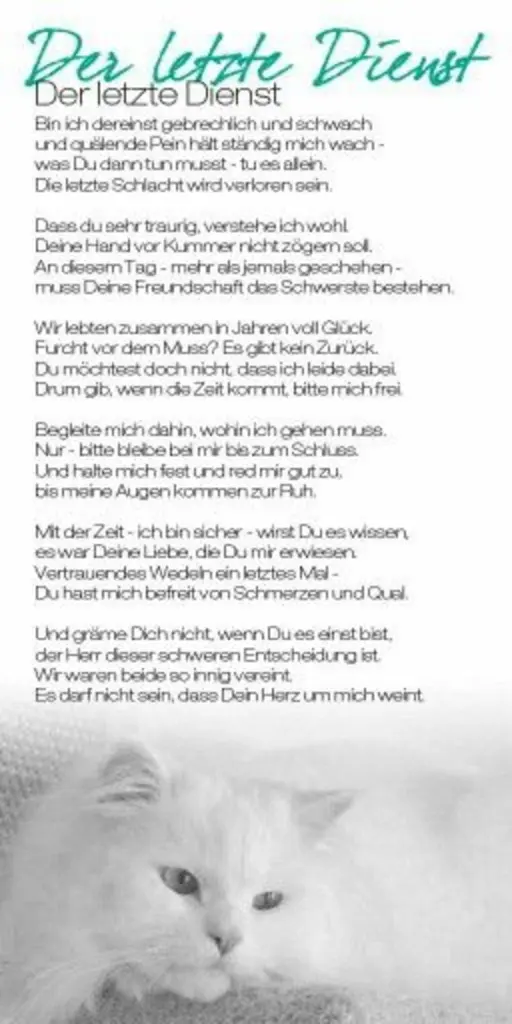 Condolence image of Katrin und Katzi im ❤️