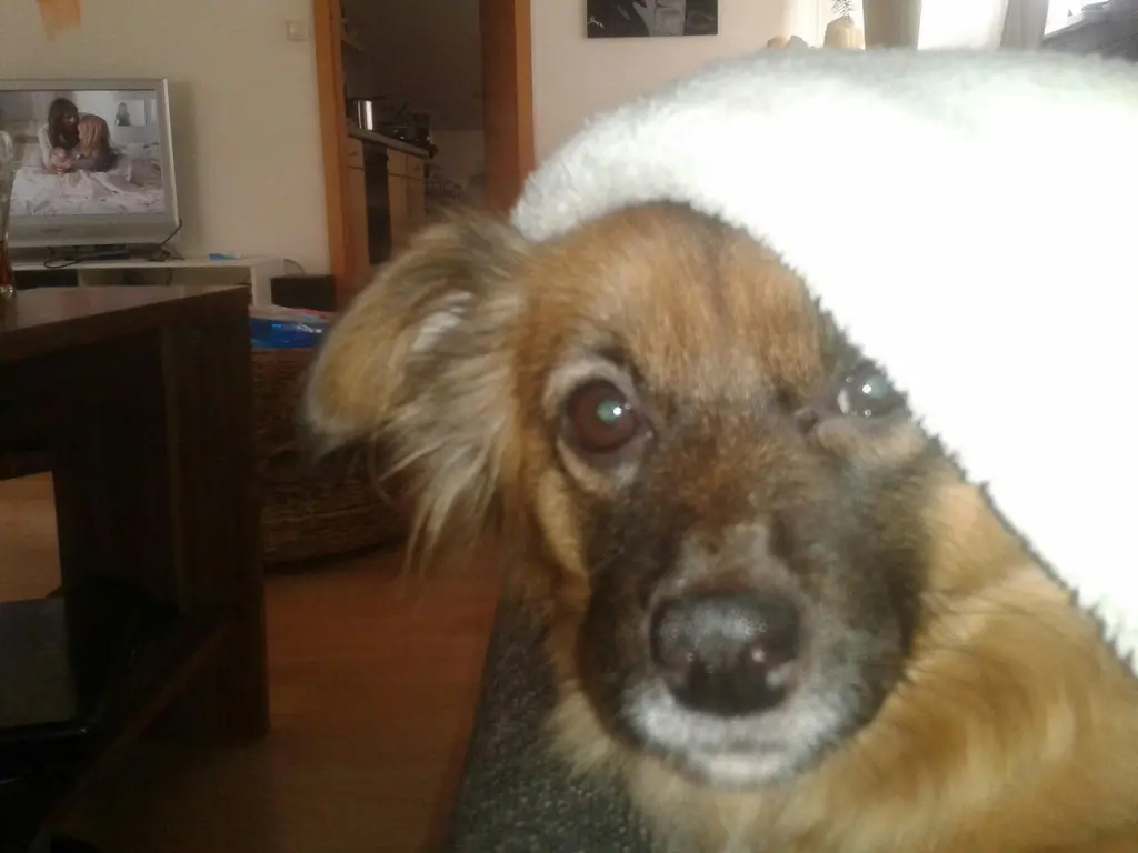 Image from Prinzessin Mimi