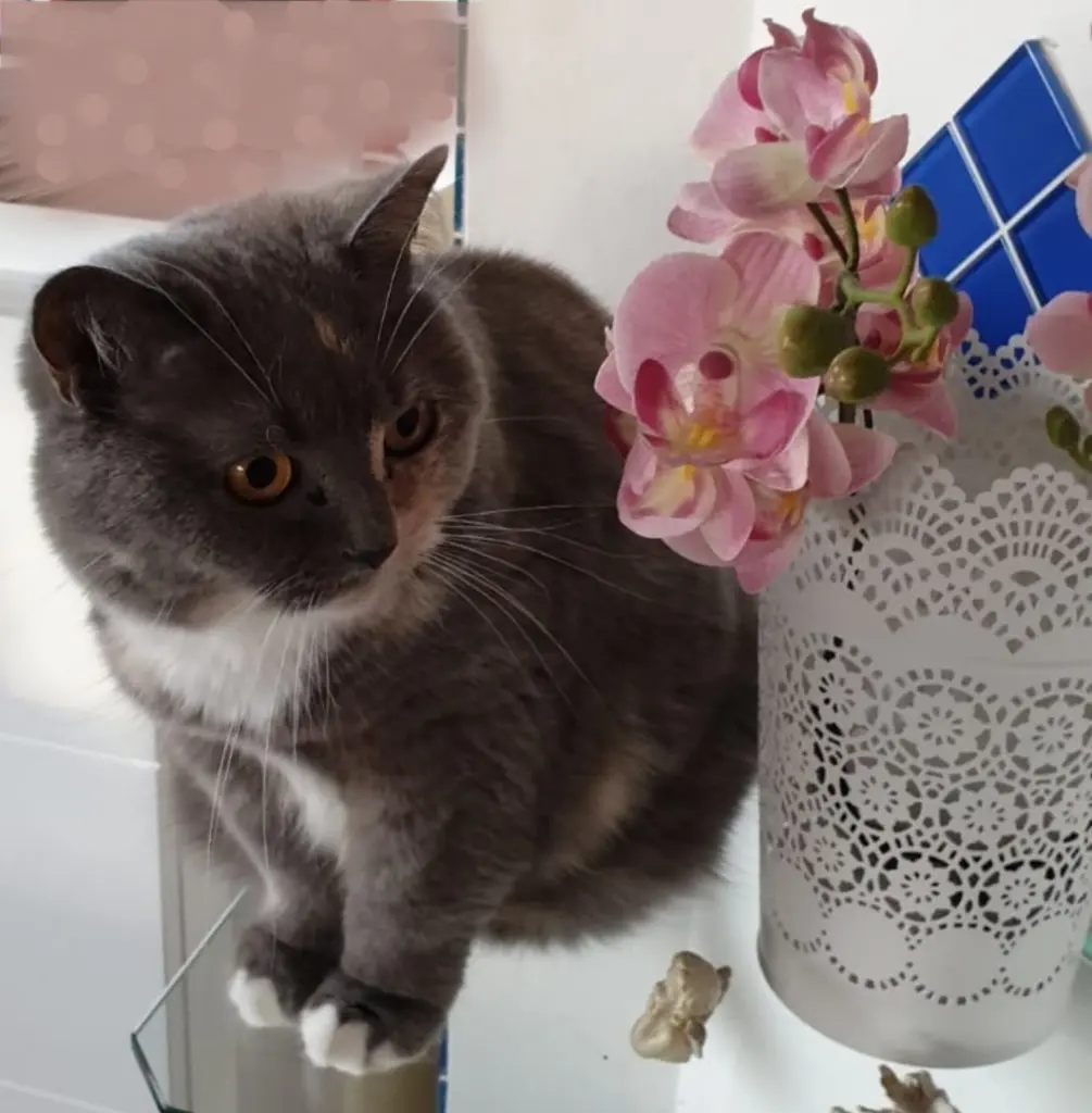 Condolence image of Tina