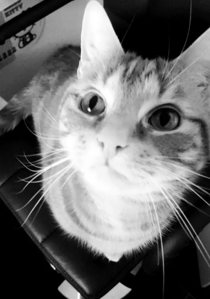 Condolence image of Deine Meowmy