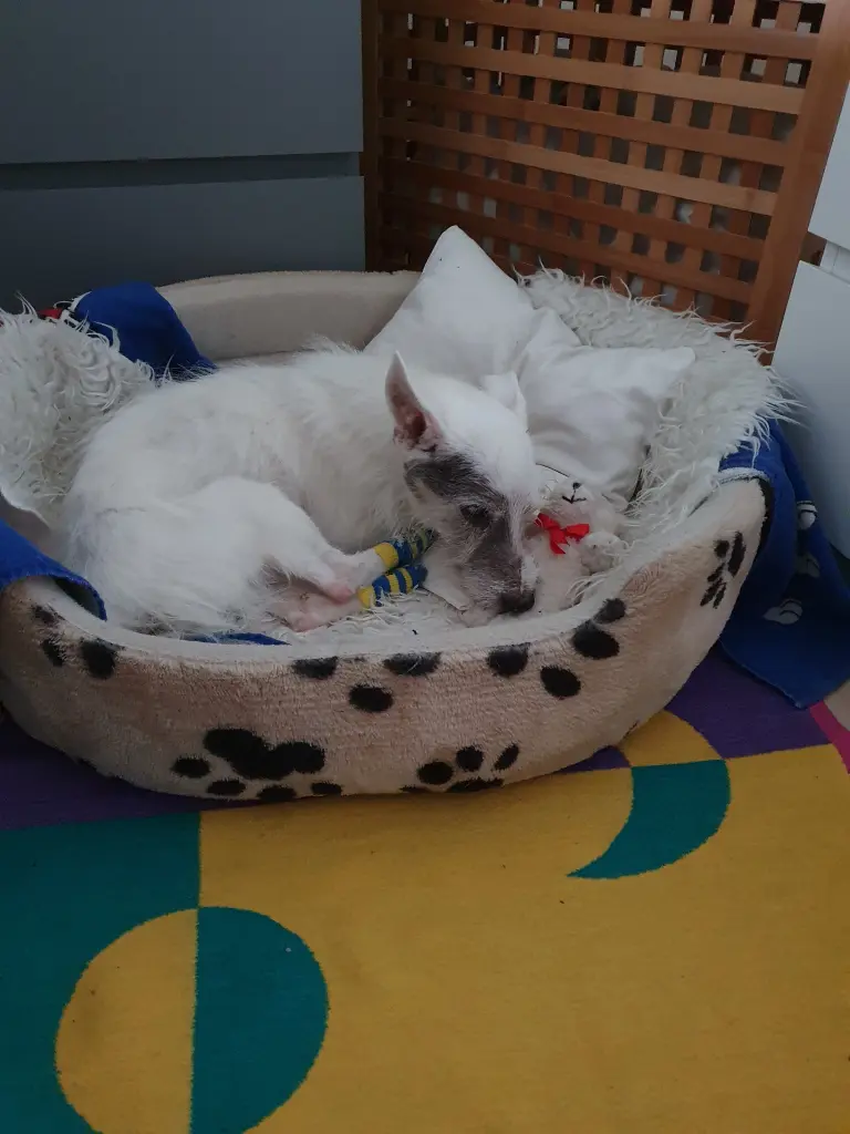 Image from Skippy