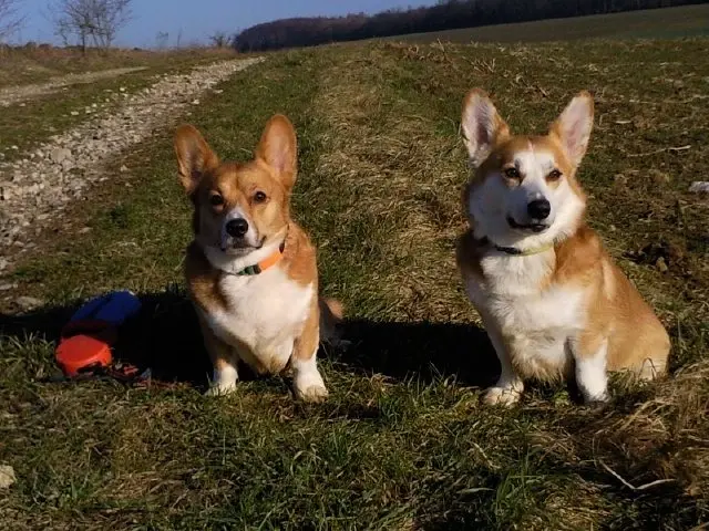 Image from Tucker