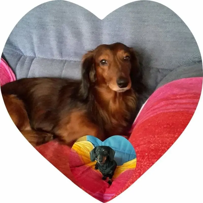 Andachtsbild von Iris