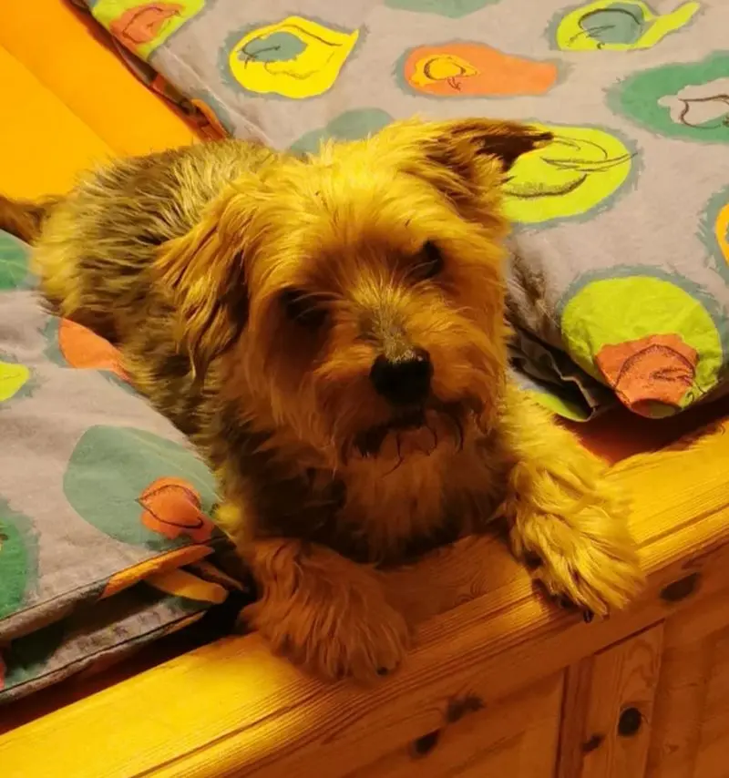 Andachtsbild von Claudia mit Dino ❤️ (gest. 21.12.20)