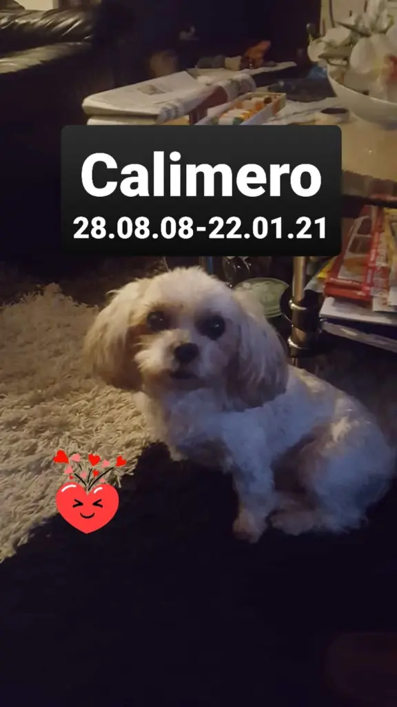 Andachtsbild von Renate mit Calimero im Herzen und Mogli an meiner Seite