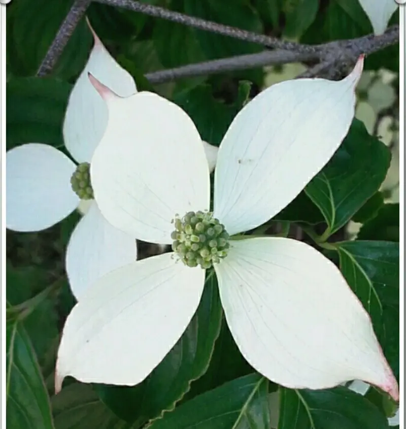 Andachtsbild von Helga