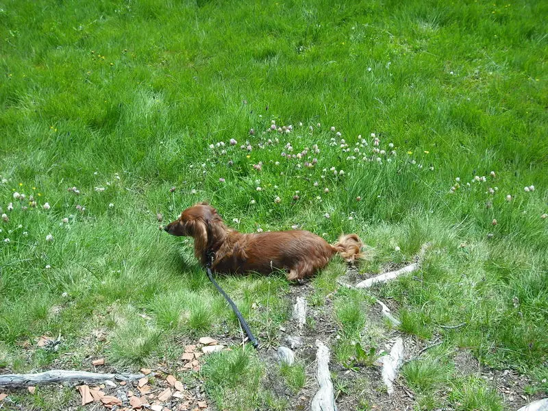 Andachtsbild von Unbekannt