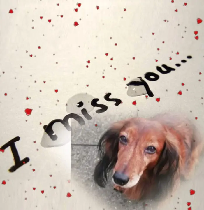 Andachtsbild von Iris, Arno & Sven mit Candy an unserer Seite❤️