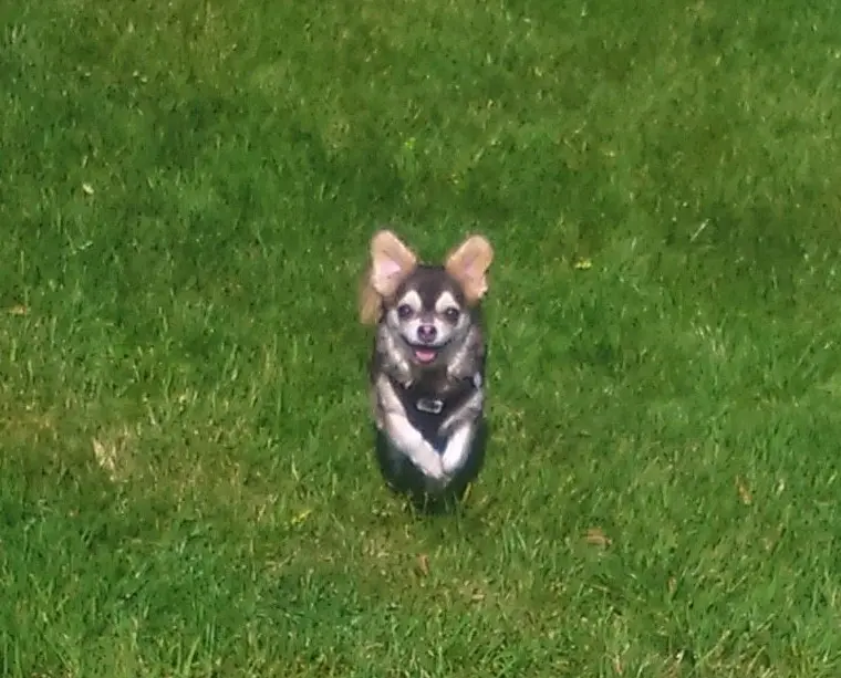 Andachtsbild von Balu für Louis