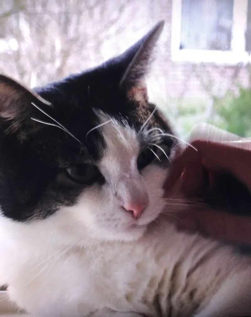 Andachtsbild von Petra