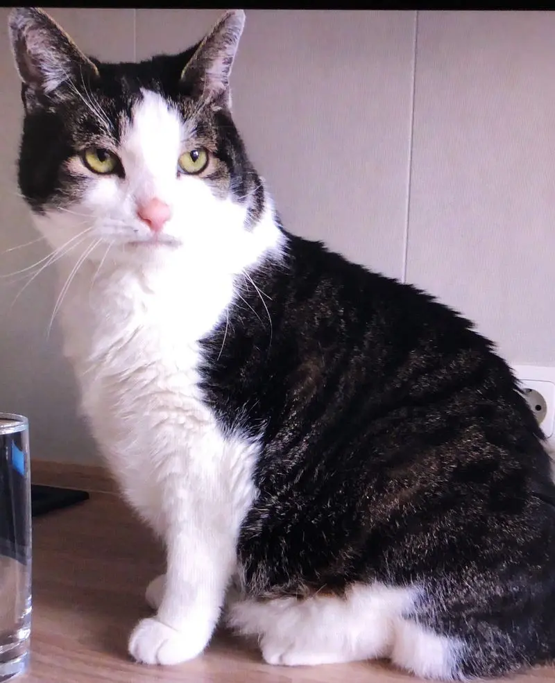 Andachtsbild von Petra